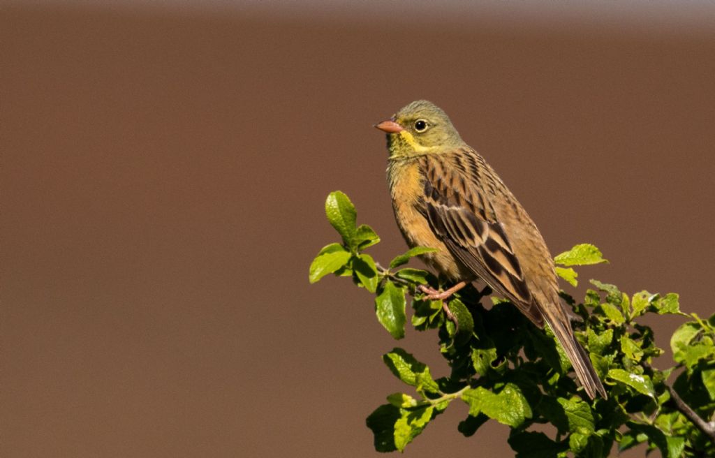 Ortolano